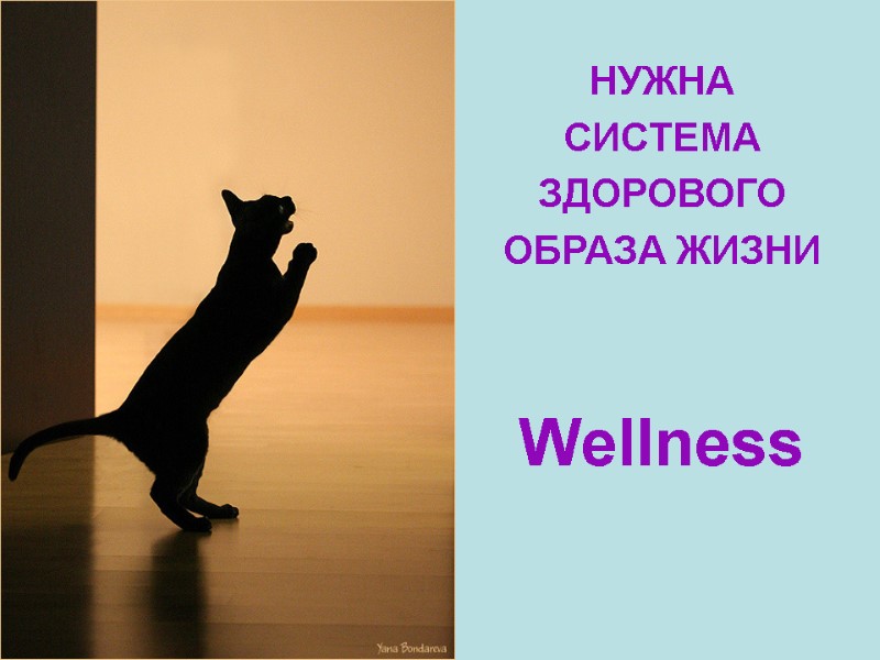 НУЖНА СИСТЕМА ЗДОРОВОГО ОБРАЗА ЖИЗНИ Wellness НУЖНА СИСТЕМА ЗДОРОВОГО ОБРАЗА ЖИЗНИ Wellness